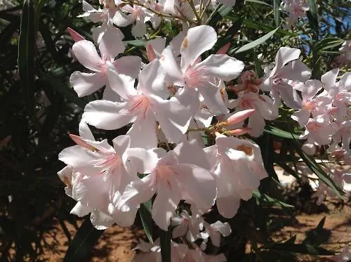 Cupola Bianca 4* Lampedusa